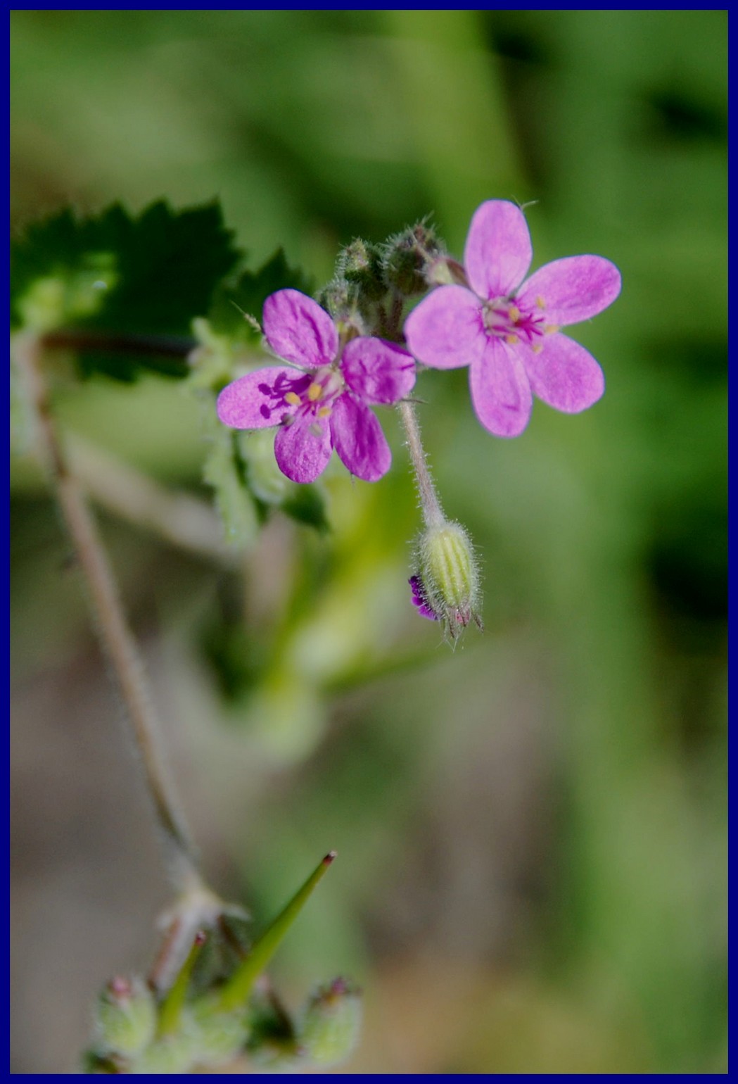 Fiordi: CRAPOLLA